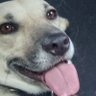 Tony cão profil fotoğrafı