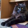 Krampus The Cat's profile picture
