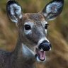 SupremeDeers's profile picture
