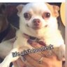 Just here for the memes profil fotoğrafı