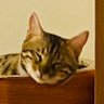 Profilbild von もにへい