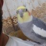 Profilbild von Kamal Hmame