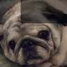 Profilbild von David