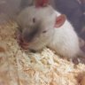 Profilbild von おつる🐁🤍