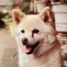 あづき 的头像