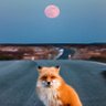 Retarded Fox profil fotoğrafı