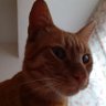Devekuşu profil fotoğrafı