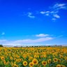 SunFlower🌻's profile picture