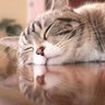 ☺︎まゆマヨ☺︎ profil fotoğrafı