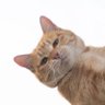 Фото профиля hikone _cat