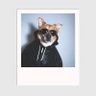 离歌笑 profil fotoğrafı