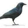 iowablackbird profil fotoğrafı