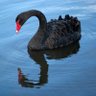 black Swan 的头像