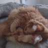 BrandonB profil fotoğrafı