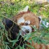 まっはぱんだR's profile picture