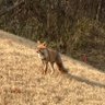 きつねさん 的头像