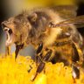 Profilbild von Bee_Holder