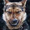 Profilbild von gino pic