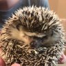 Profilbild von Grumpy Hedgehog