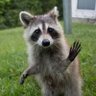 RascallyRaccoon's profile picture