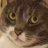 періто морено's profile picture