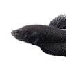 fish 的头像