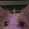 Profilbild von cha