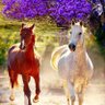 violet profil fotoğrafı