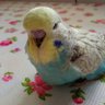 Okan profil fotoğrafı