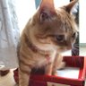 Amy(愛猫家) profil fotoğrafı