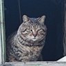 tom yin profil fotoğrafı