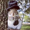 ardillamaravilla's profile picture