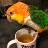 Raven Pitchford profil fotoğrafı