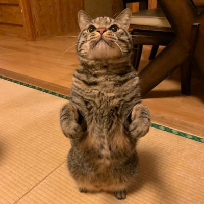 キジトラ虎三郎's profile picture