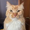 Chester Cat is judging you profil fotoğrafı