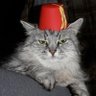 ADHD Cat 🐈 的头像