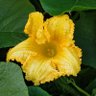 Фото профиля Thepowerofflower