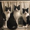 🦄junko profil fotoğrafı