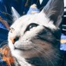 The Grey Tabby ็ๅคดๅ