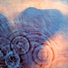 meddle's profile picture