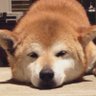 inu@'s profile picture