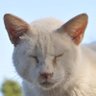 サヴォルニャンという名の猫 profil fotoğrafı