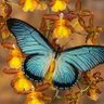 ButterflyH 的头像