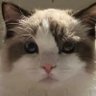 莱克多巴猫 profil fotoğrafı