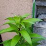 Фото профиля ジェット リンク