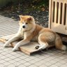 koko 的头像