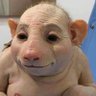 Фото профиля Pigman52