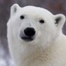 ArcticMafuyu's profile picture