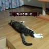 David ma's profile picture