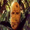 Kernel Corn 的头像